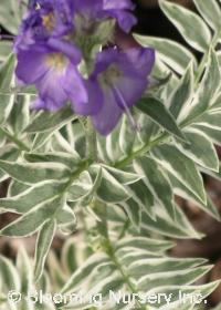 Polemonium caeruleum 'Snow & Sapphires'